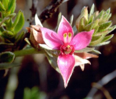 Ratanhia : Nombreuses vertus thérapeutiques