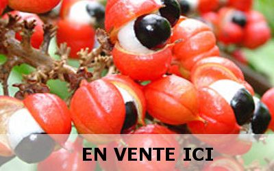 Le guarana : infos, vertus médicinales et utilisations