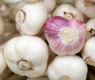 L'ail : un bulbe aux mille bienfaits pour la santé